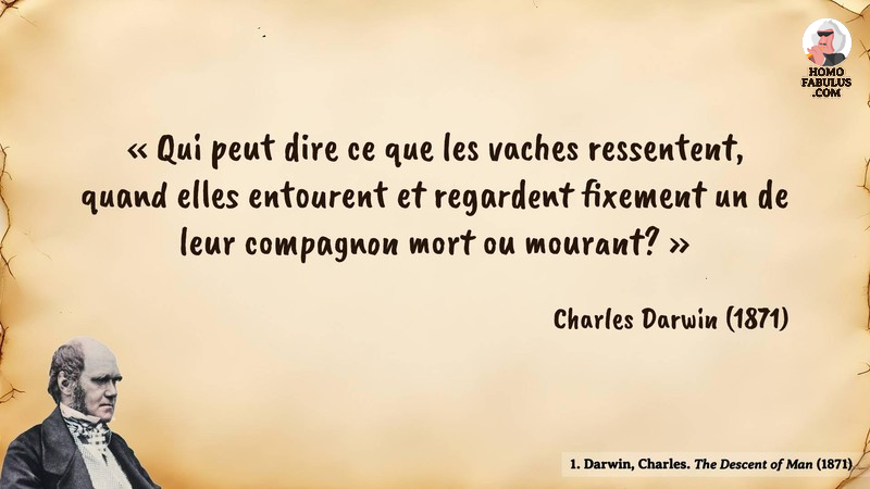 Image d’illustration de la citation : Qui peut dire ce que les vaches ressentent, quand elles entourent et regardent fixement un de leur compagnon mort ou mourant?. Citation de 1. Darwin, Charles. The Descent of Man. Darwin (1871).