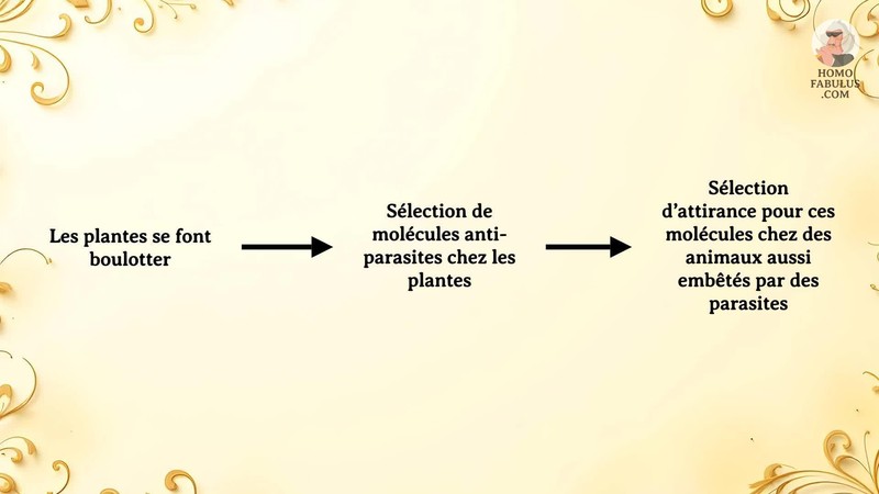 Schéma d’illustration du texte précédant.