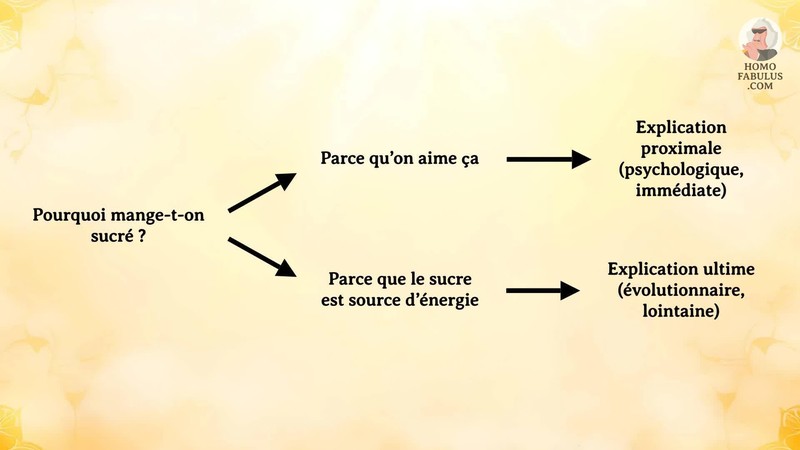 Schéma d’illustration du texte précédant.