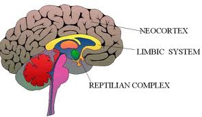 neocortex-systeme-limbique-li