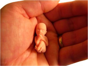 foetus-9-semaines