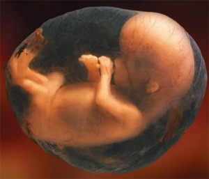 foetus-humain-sac-amniotique