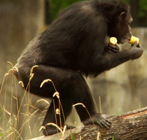 pouce-opposable-pied-chimpanze