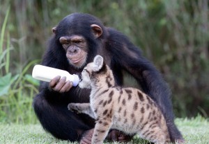 chimpanze-nourrit-puma