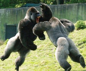 combat-gorilles