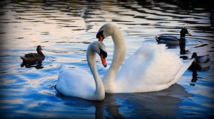 couple-cygnes